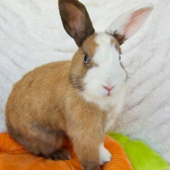 Tinkerbell -  Dutch Rabbit for Adoption in Portland, Oregon - Tinkerbell | PetCurious