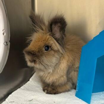 Gracie -  Lionhead Rabbit for Adoption in Cheyenne, Wyoming - Gracie | PetCurious