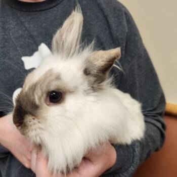 Rescue Lionhead and Bunny Rabbit Rabbits for Adoption in Madison, Wisconsin - Pacifica | PetCurious