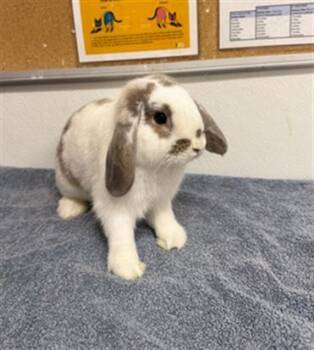 PETER -  Bunny Rabbit and Holland Lop Rabbit for Adoption in Camarillo, California - PETER | PetCurious