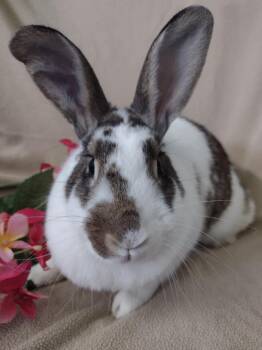 Arlene -  American Rabbit for Adoption in Plymouth, Michigan - Arlene | PetCurious