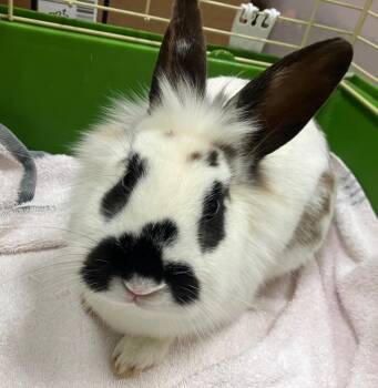 Hip Hop -  American Rabbit for Adoption in Christiansburg, Virginia - Hip Hop | PetCurious
