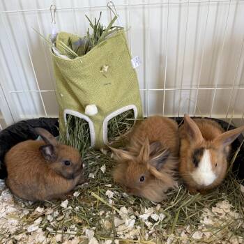 Rescue Lionhead and Dutch Rabbits for Adoption in Los Angeles, California - Nala, Tilda, & Maverick | PetCurious