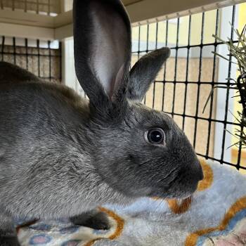 Olive -  Bunny Rabbit Rabbit for Adoption in Burlingame, California - Olive | PetCurious