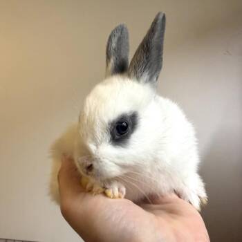 Panda -  Bunny Rabbit Rabbit for Adoption in Gansevoort, New York - Panda | PetCurious