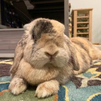 Shrimp and Bran Muffin -  Mini Lop Rabbit for Adoption in Seattle, Washington - Shrimp And Bran Muffin | PetCurious