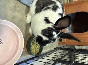 Rescue Dutch Rabbits for Adoption in Warwick, New York - Lisa | PetCurious