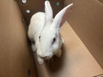 The Greatest Showman -  Bunny Rabbit Rabbit for Adoption in New York, New York - The Greatest Showman | PetCurious