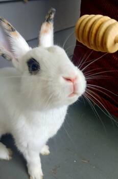 Bobo -  English Spot and Bunny Rabbit Rabbit for Adoption in Midlothian, Virginia - Bobo | PetCurious