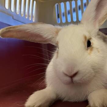 PEACHES -  Bunny Rabbit Rabbit for Adoption in Alameda, California - PEACHES | PetCurious