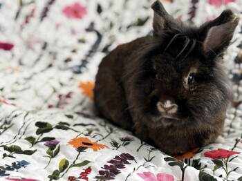 Lionhead Rabbits Available for Adoption in Little Rock, Arkansas - Acorn | PetCurious