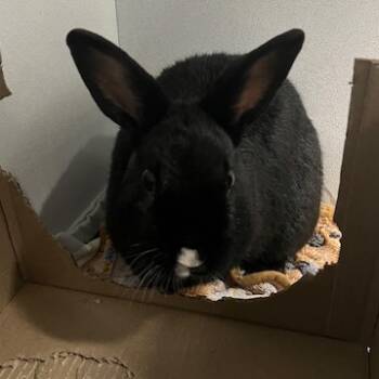 Rescue New Zealand Rabbits for Adoption in Dover, New Hampshire - Rice | PetCurious