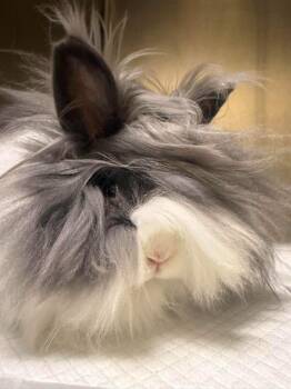 Dwarf Rabbits Available for Adoption in Kingsland, Georgia - Chunky | PetCurious