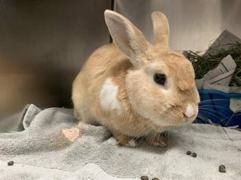 Rescue Bunny Rabbit Rabbits for Adoption in San Jose, California - ORVILLE PECK | PetCurious