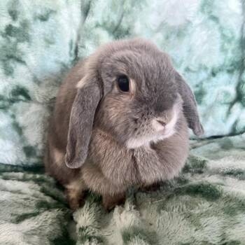 Cupcake -  Mini Lop Rabbit for Adoption in Miami, Florida - Cupcake | PetCurious