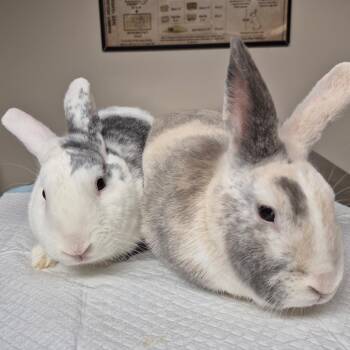 Biscuit -  Bunny Rabbit Rabbit for Adoption in Gansevoort, New York - Biscuit | PetCurious