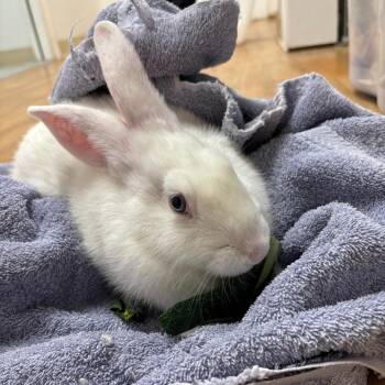 Ocho -  Bunny Rabbit Rabbit for Adoption in Richmond, California - Ocho | PetCurious