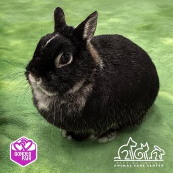 LICORICE -  Dutch Rabbit for Adoption in Irvine, California - LICORICE | PetCurious