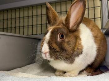 AIMEE -  Dutch Rabbit for Adoption in Santa Rosa, California - AIMEE | PetCurious