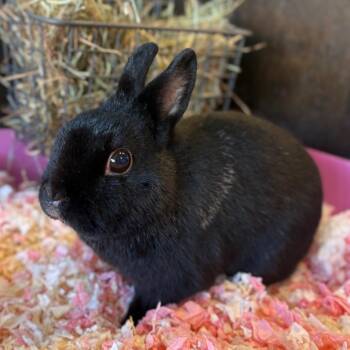 Batman -  Netherland Dwarf Rabbit for Adoption in Newberg, Oregon - Batman | PetCurious