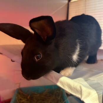 Rescue Lop Eared Rabbits for Adoption in Sebastian, Florida - Smokey | PetCurious