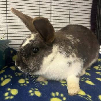 American Rabbits Available for Adoption in Hampton Bays, New York - Smiley | PetCurious