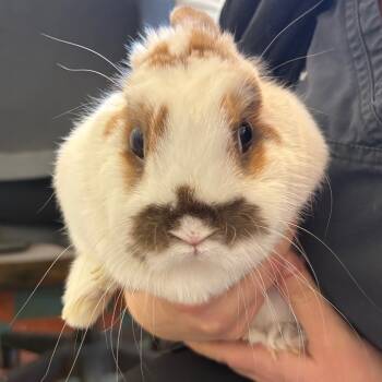 Rescue Mini Rex Rabbits for Adoption in South Burlington, Vermont - Maple - Available From Foster | PetCurious