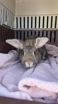 June Carter -  Flemish Giant and American Rabbit for Adoption in Sauk Village, Illinois - June Carter | PetCurious