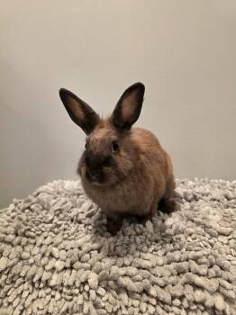 Sophie -  Netherland Dwarf Rabbit for Adoption in Seymour, Connecticut - Sophie | PetCurious
