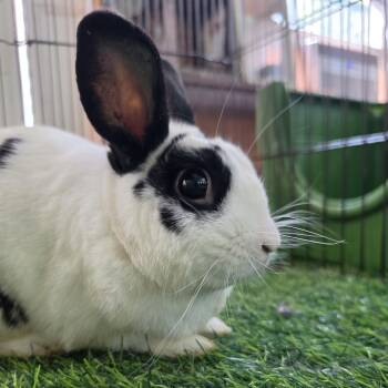 Ollie -  Mini Rex Rabbit for Adoption in Conway, South Carolina - Ollie | PetCurious