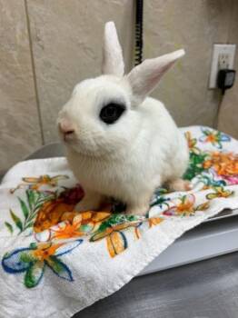 Rescue Rex and American Rabbits for Adoption in Honolulu, Hawaii - 59726096 | PetCurious