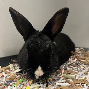 Rescue New Zealand Rabbits for Adoption in Dover, New Hampshire - Crispy | PetCurious