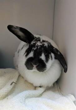 FLASH -  Bunny Rabbit Rabbit for Adoption - FLASH | PetCurious