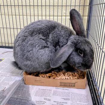 SVAS-Stray-38971 -  Bunny Rabbit Rabbit for Adoption in Lyndhurst, Virginia - SVAS-Stray-38971 | PetCurious