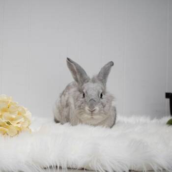 Rescue Lionhead and Florida White Rabbits for Adoption in Portland, Oregon - Yams | PetCurious