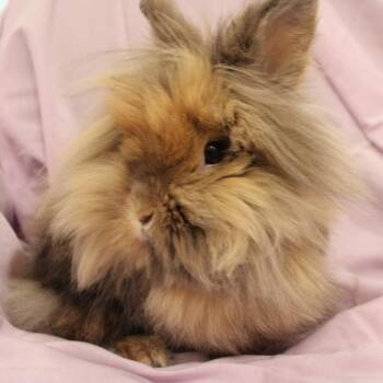 Cookie -  Lionhead Rabbit for Adoption in Champaign, Illinois - Cookie | PetCurious