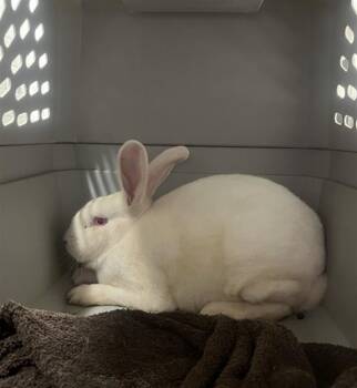 PLAIN SUNDAE -  Bunny Rabbit Rabbit for Adoption in Derwood, Maryland - PLAIN SUNDAE | PetCurious