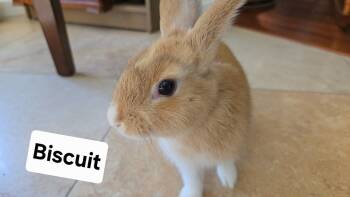 Rescue Harlequin Rabbits for Adoption in Melbourne, Florida - Baby Angoras | PetCurious