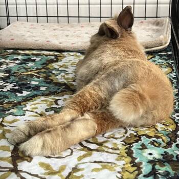Harlequin and Netherland Dwarf Rabbits Available for Adoption - Chappy | PetCurious