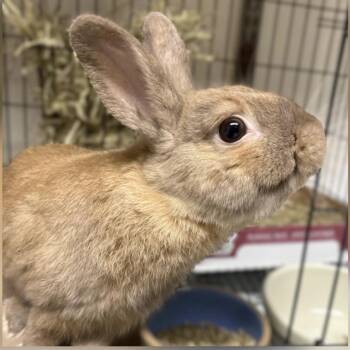 Steven -  Bunny Rabbit Rabbit for Adoption in Baltimore, Maryland - Steven | PetCurious