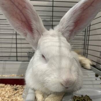 American Rabbits Available for Adoption - Hopscotch | PetCurious
