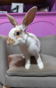 Rescue New Zealand Rabbits for Adoption in North Little Rock, Arkansas - Mulberry | PetCurious