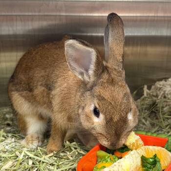 American Rabbits Available for Adoption in Tampa, Florida - Peanut | PetCurious