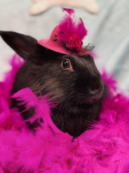 Rescue Lionhead Rabbits for Adoption in Westerville, Ohio - Tatum | PetCurious