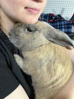 TJ -  Cinnamon and Bunny Rabbit Rabbit for Adoption in Laurens, South Carolina - TJ | PetCurious