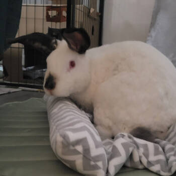 Rescue Californian Rabbits for Adoption in The Woodlands, Texas - Phoenix | PetCurious