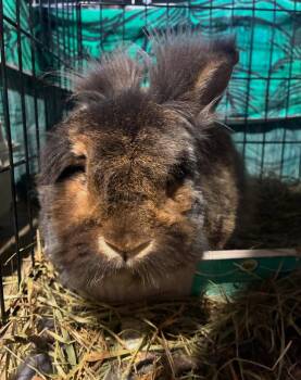 Rescue Lionhead Rabbits for Adoption in Westbrook, Maine - Pancake | PetCurious