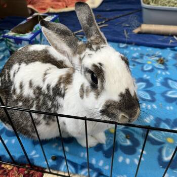 Penelope -  English Spot Rabbit for Adoption in Bedford, New Hampshire - Penelope | PetCurious