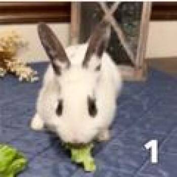 New Zealand Rabbits Available for Adoption in Lynchburg, Virginia - Sir Pickles | PetCurious