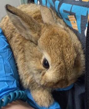 American Rabbits Available for Adoption in Oakland, California - Amelia Bedelia | PetCurious